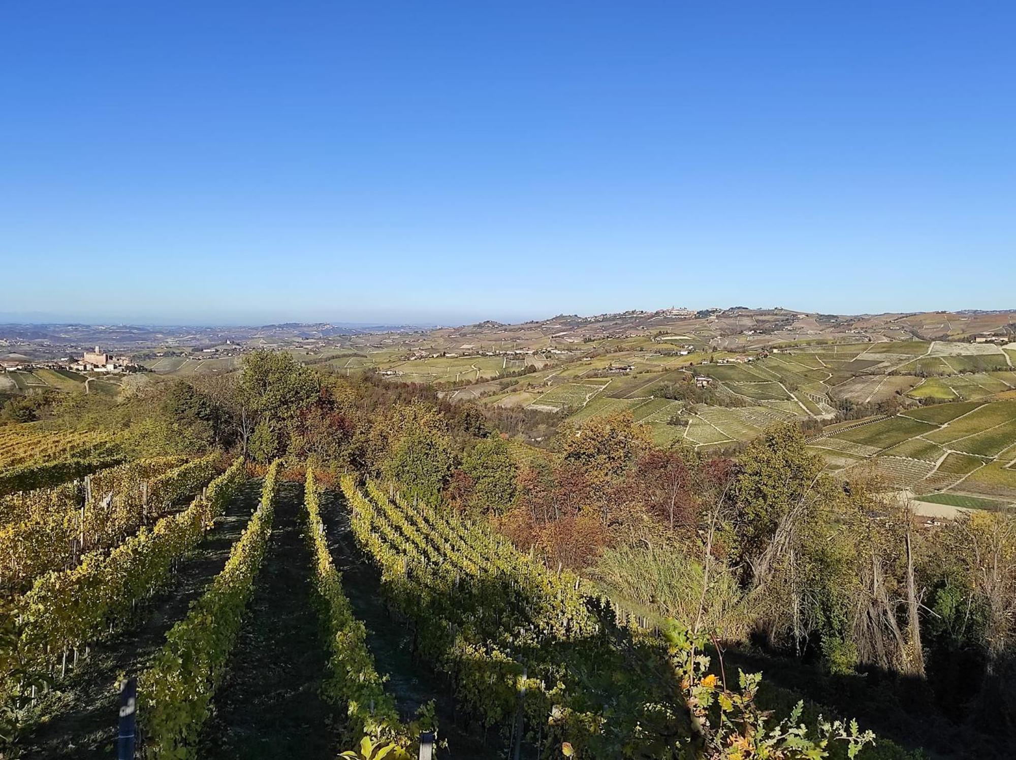 Bianconiglio Monforte dʼAlba