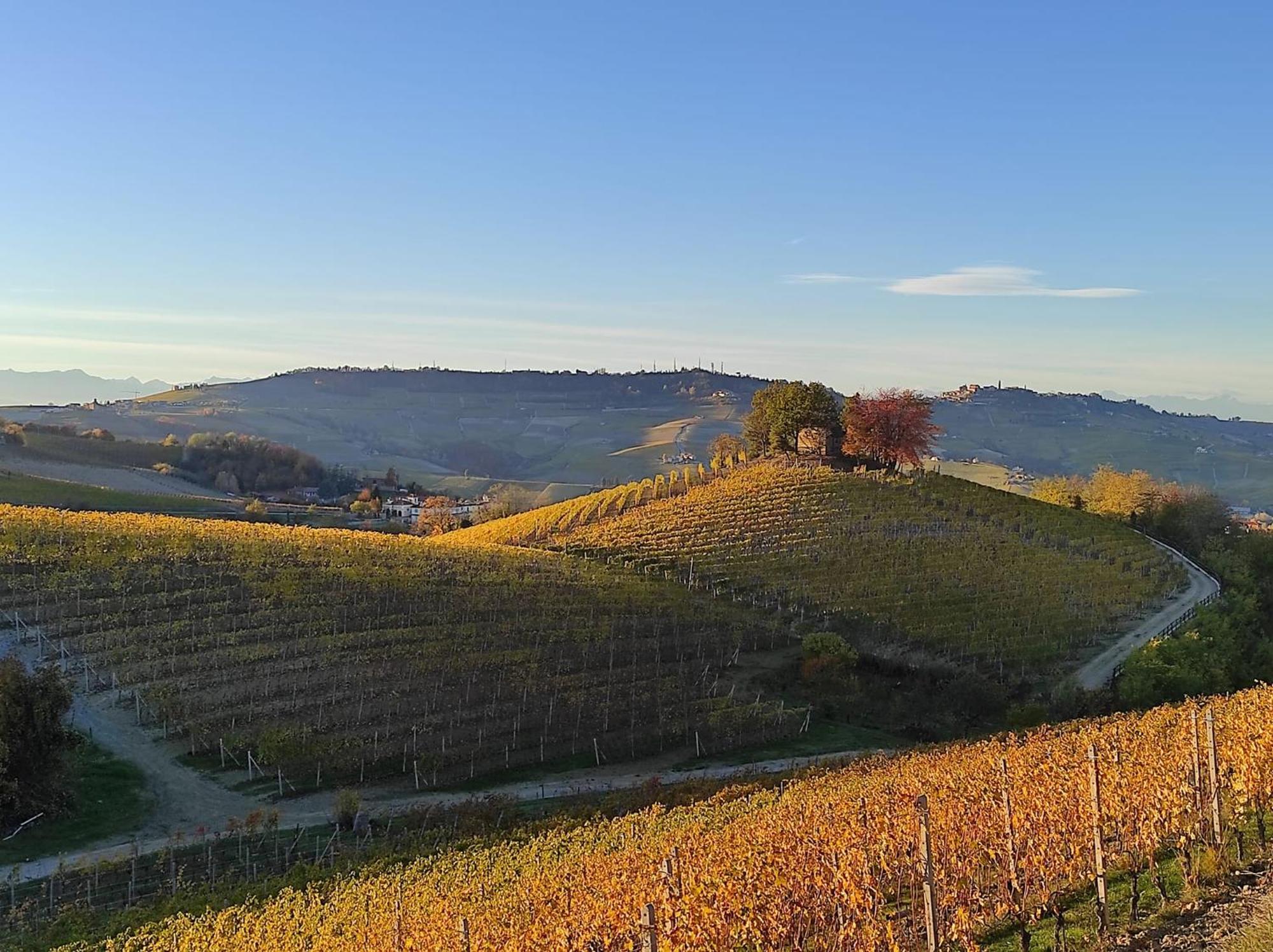 Bianconiglio Monforte dʼAlba