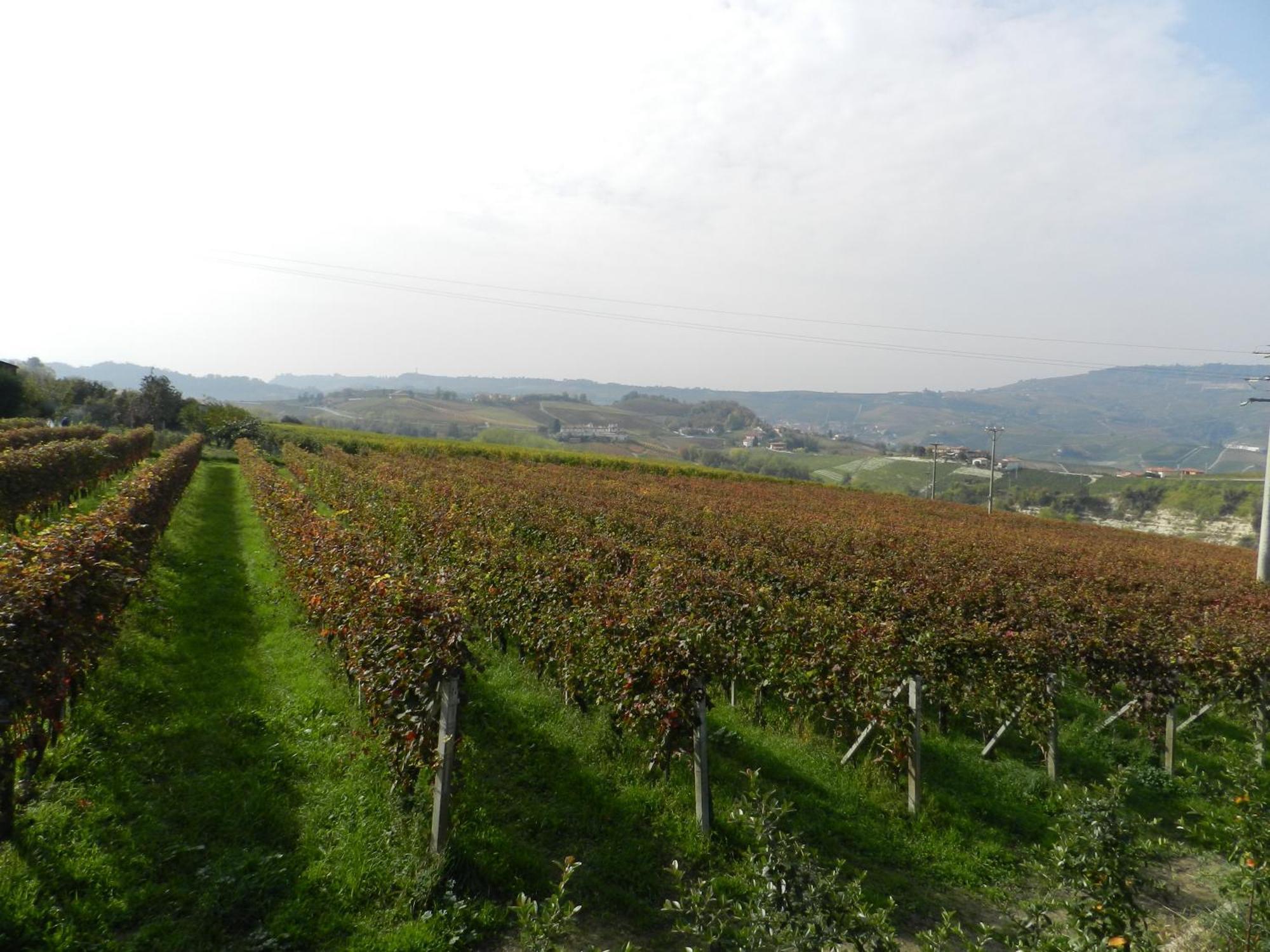 Bianconiglio